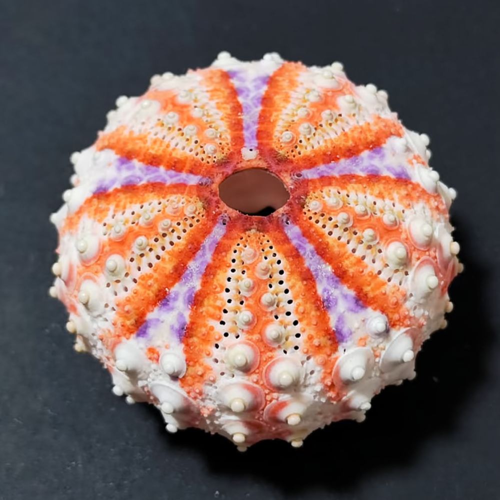 Aquarium Plant Holder - Seeigel-Handwerk für Zhuolangge, Meereslebewesen-Ornament, ästhetische Basis