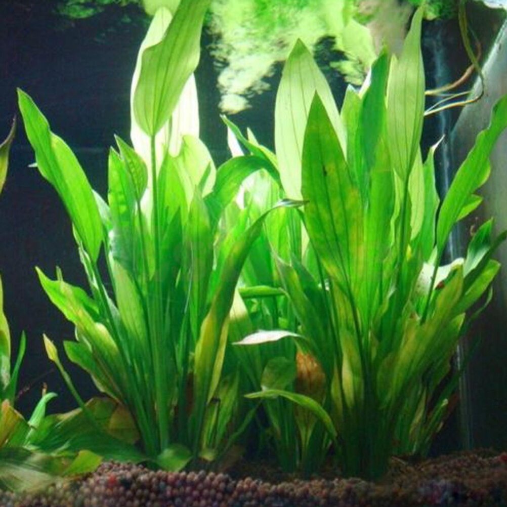 Aquarium Plants Live - 15cm künstliches Aquarium Dekor Pflanzen Wasser