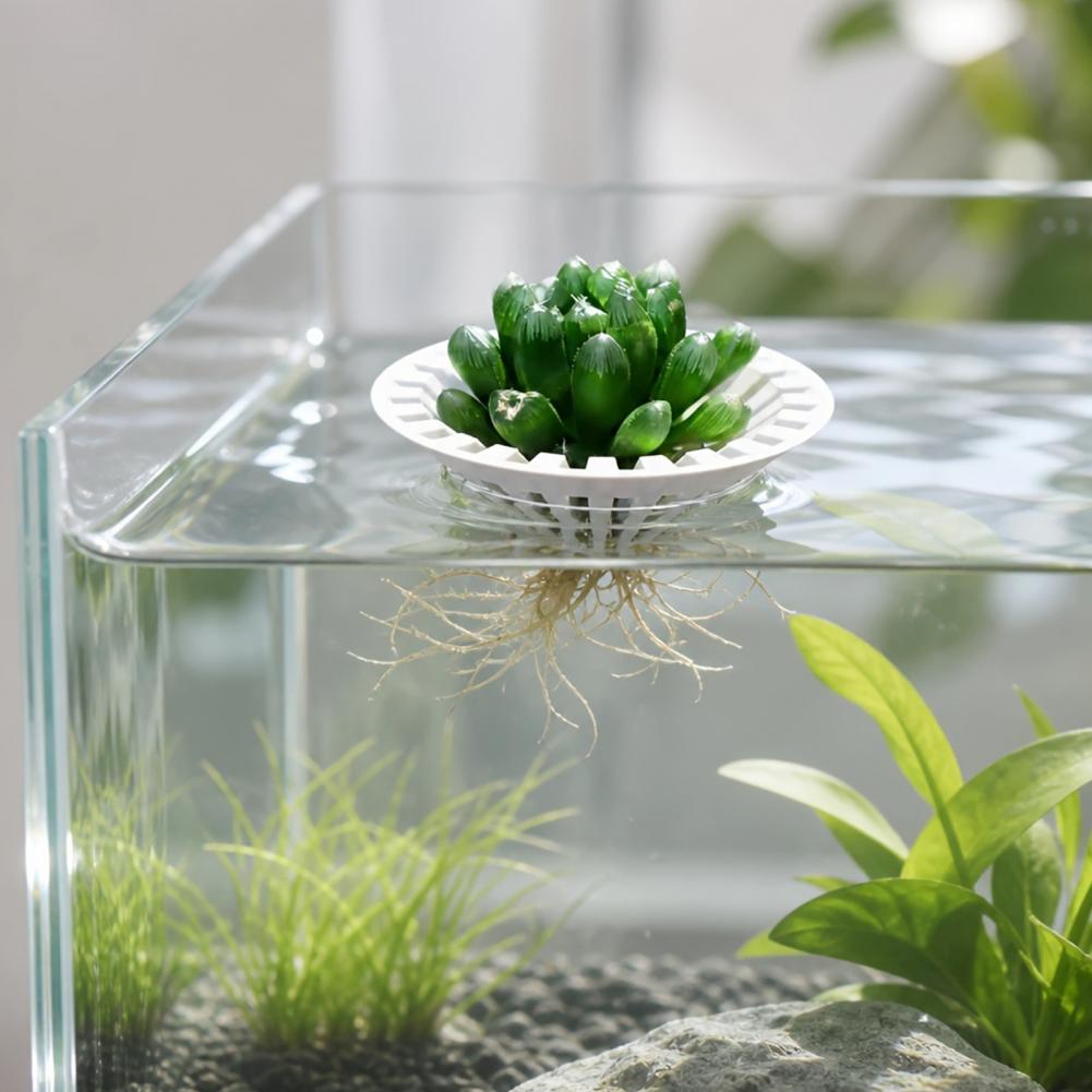 Aquarium Hydroponischer Pflanz – Aquarium Plant Holder Bewertung und Preis