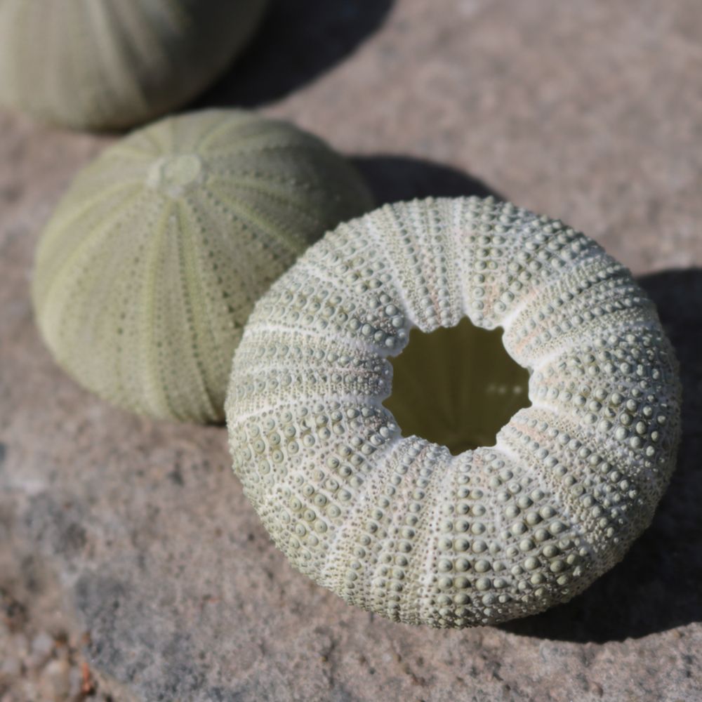 Seeigel-Handwerk für Zhuolangg – Aquarium Plant Holder Bewertung und Preis