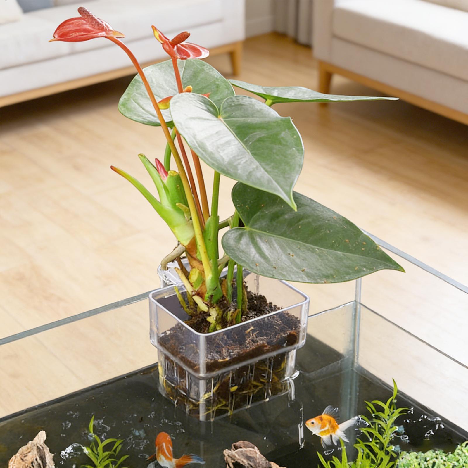 Aquarium-Pflanzenkorb Transpar – Aquarium Plant Holder Bewertung und Preis