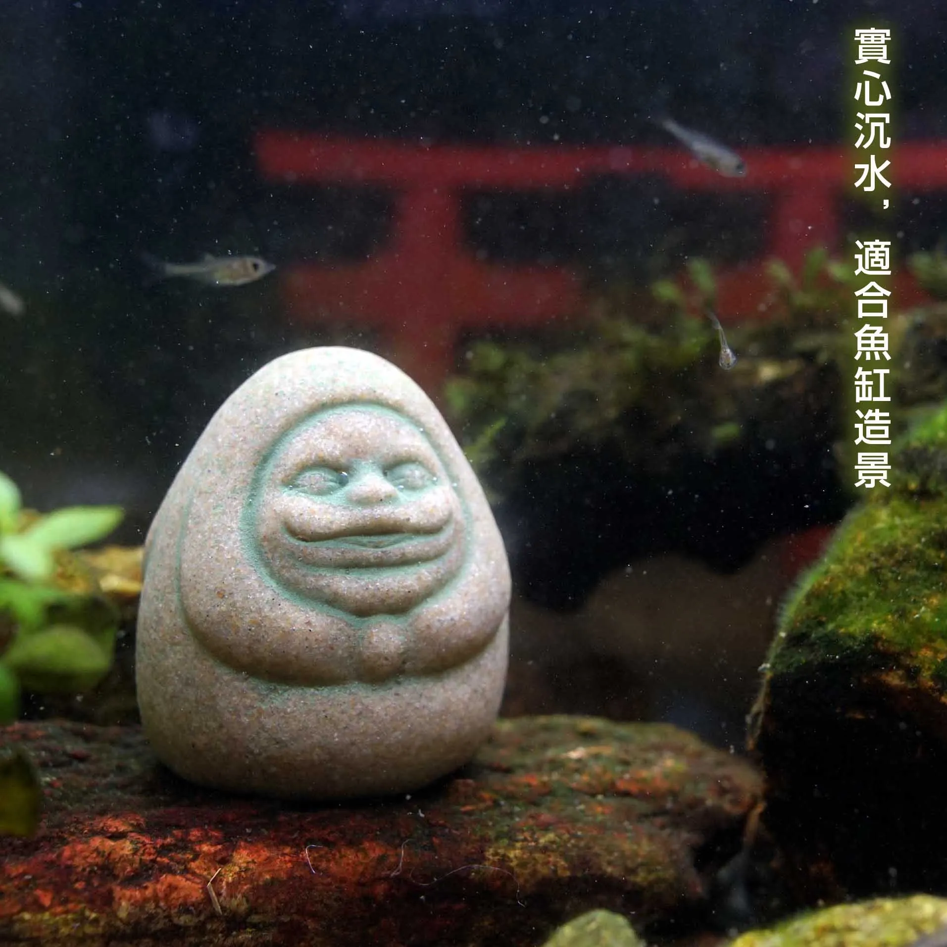 Kaminishi Hide Dharma Anime Sc – Aquarium Moss Bewertung und Preis