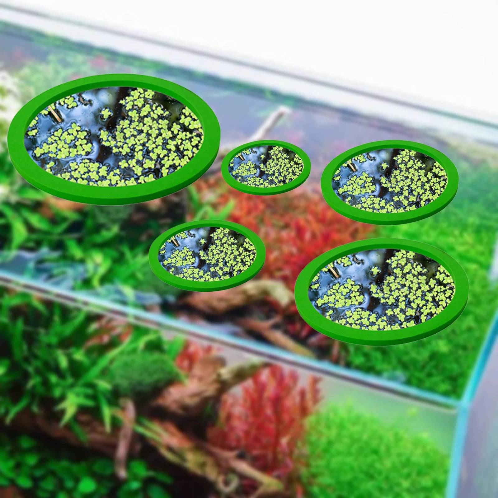5Pcs EVA Fisch Fütterung Ring  – Planted Tank Bewertung und Preis