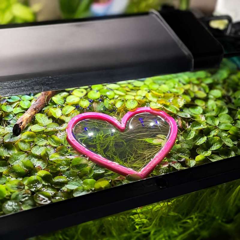 Herzförmiger Schwimmender Fisc – Aquarium Fertilizer Bewertung und Preis