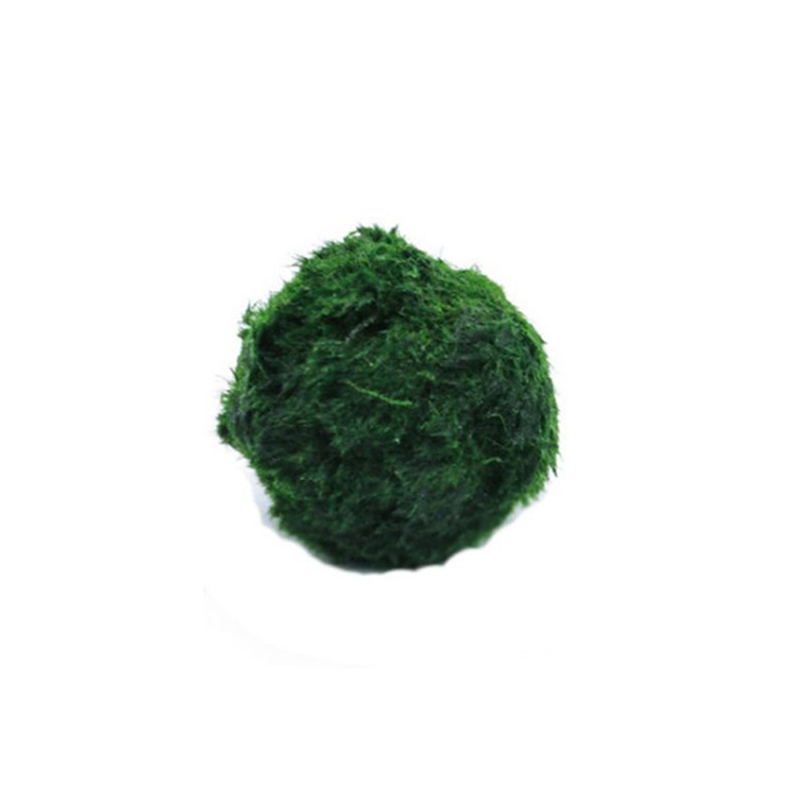 Marimo Moos Kugeln Live Aquari – Live Plant Aquarium Bewertung und Preis