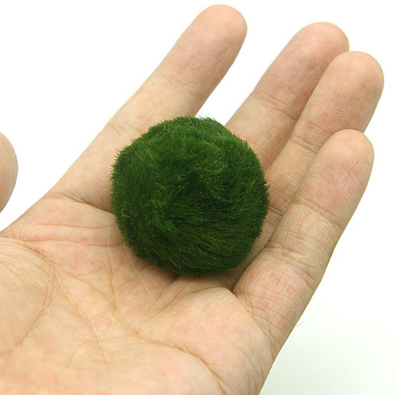 Marimo Moos Kugeln Live Aquari – Live Plant Aquarium Bewertung und Preis
