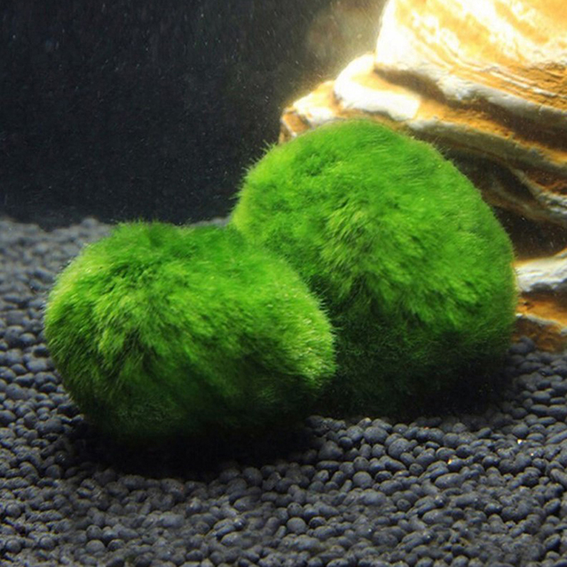 Marimo Moos Kugeln Live Aquari – Live Plant Aquarium Bewertung und Preis