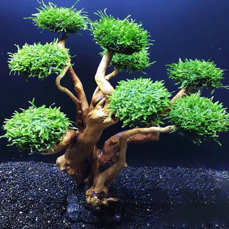 Fisch tank begrünung holz rahm – Aquarium Driftwood Bewertung und Preis