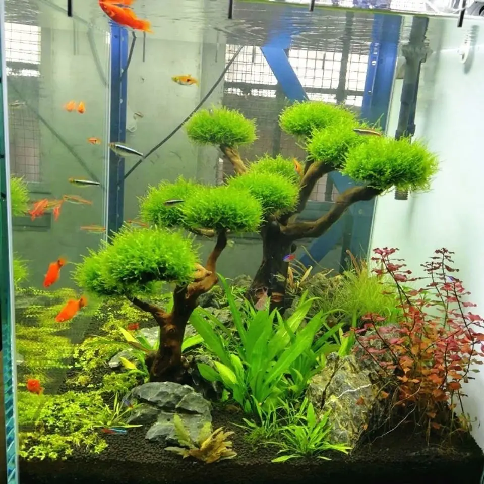 Aquarium Treibholz Landschafts – Aquarium Plant Substrate Bewertung und Preis