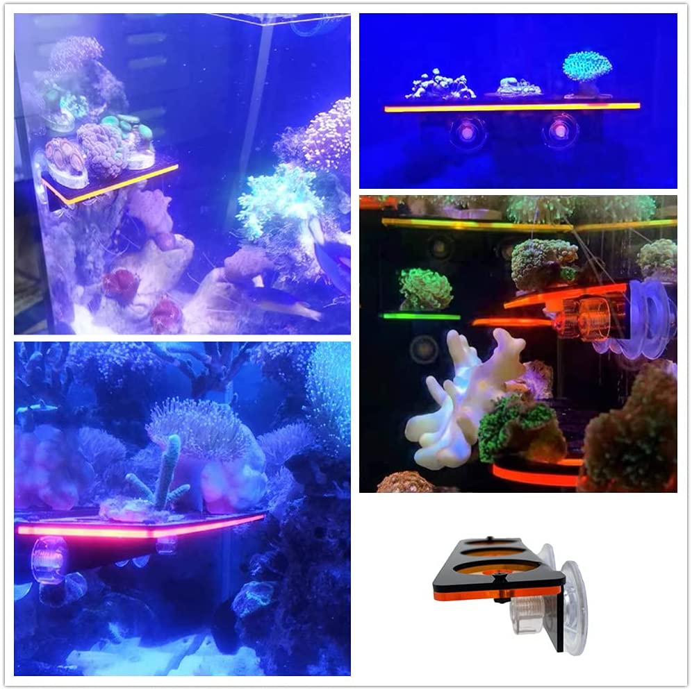 Fluoreszierende Korallen Frag  – Aquarium Plant Holder Bewertung und Preis