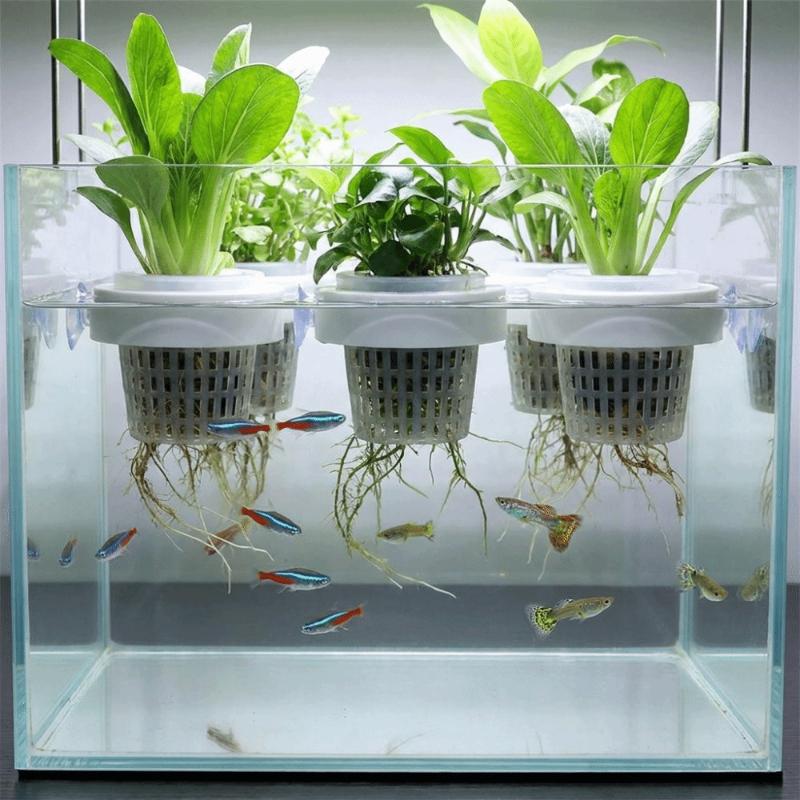 Schwimmender Pflanzenkorb für  – Aquarium Plant Holder Bewertung und Preis
