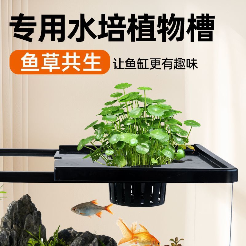 Aquarium für das Wohnzimmer mi – Aquarium Plants Live Bewertung und Preis