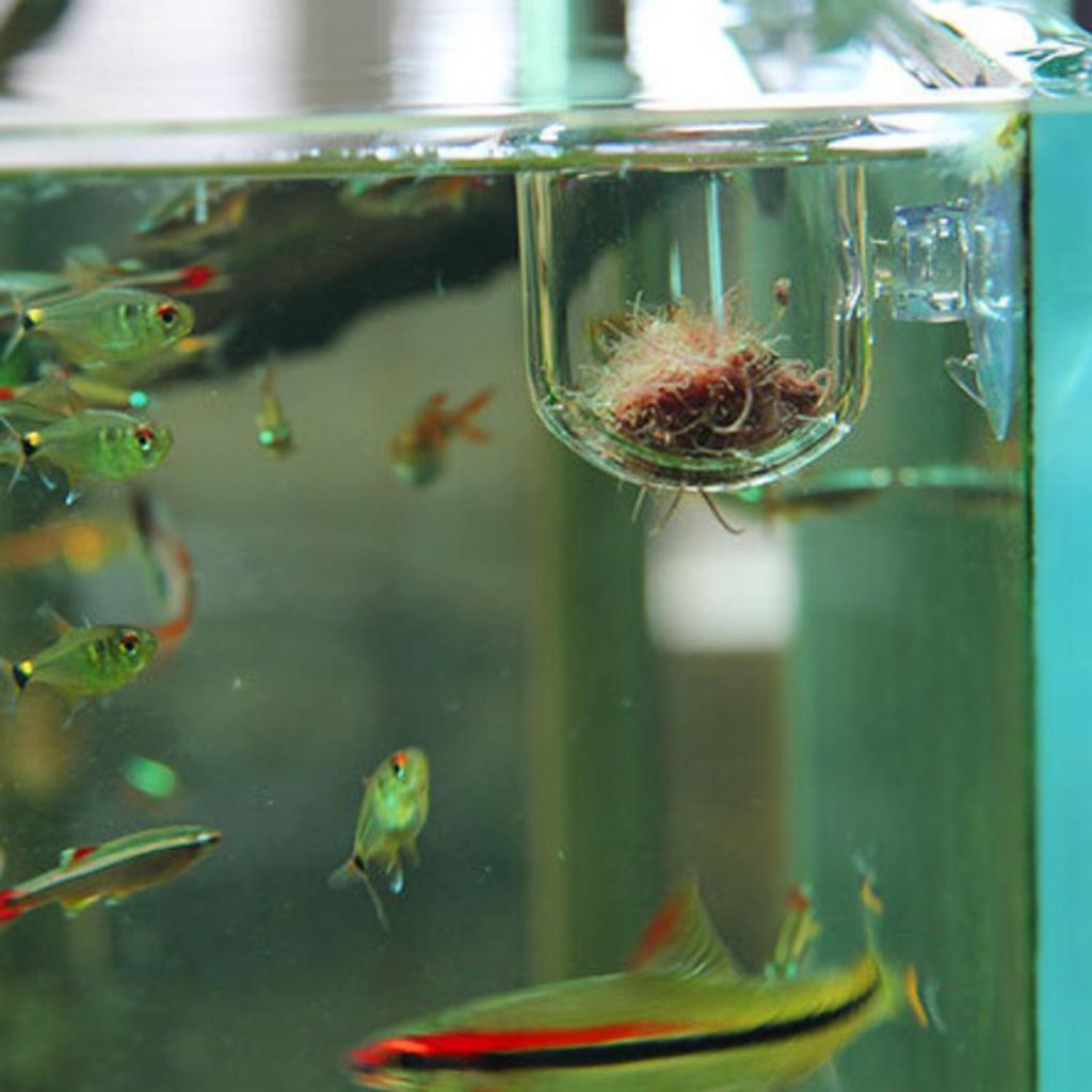 Fischfutterkorb, Glas-Aquarium – Aquarium Plants Live Bewertung und Preis